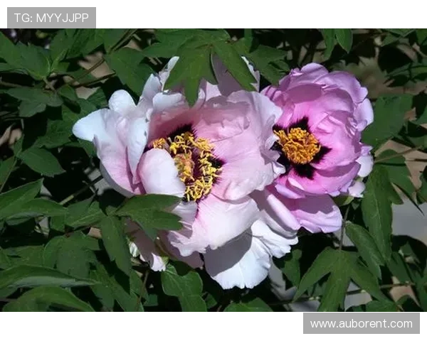 牡丹娱乐城：全面介绍最新优惠活动与丰富娱乐项目推荐